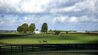 Horses on a farm